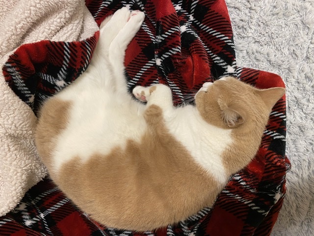 脚を伸ばして寝ている猫