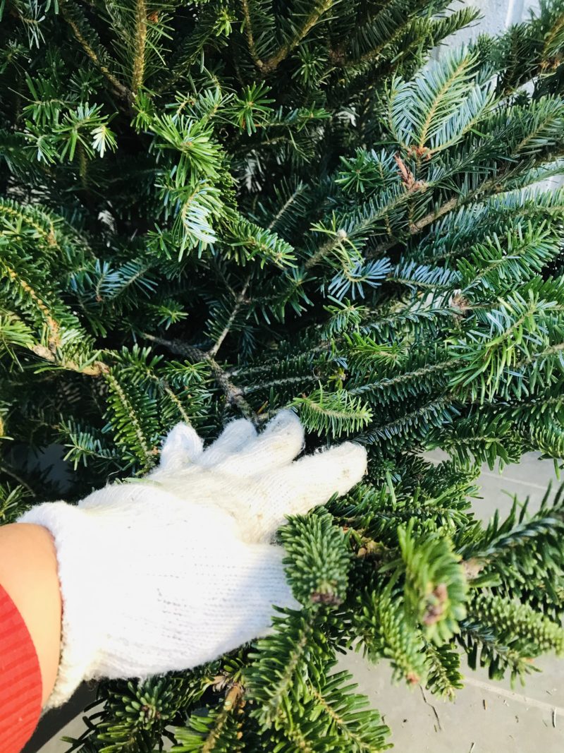 2021年版IKEA本物のモミの木でクリスマスツリー】飾り方完全ガイド – 10年ログ